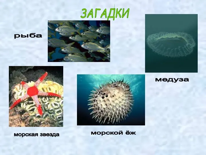 ЗАГАДКИ рыба медуза морская звезда морской ёж