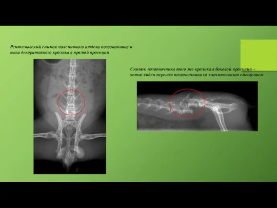 Рентгеновский снимок поясничного отдела позвоночника и таза декоративного кролика в прямой