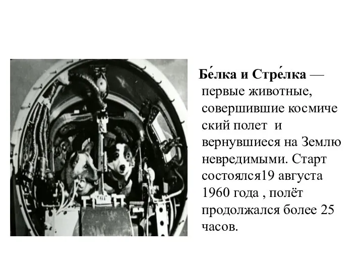 Бе́лка и Стре́лка —первые животные, совершившие космический полет и вернувшиеся на