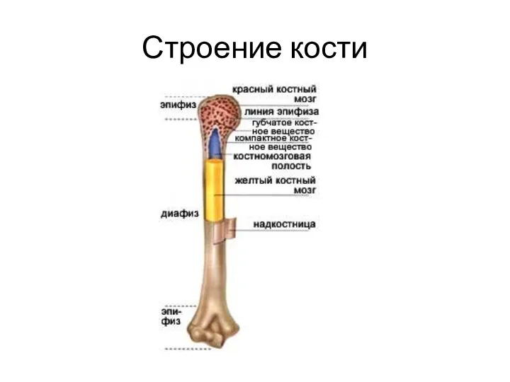 Строение кости