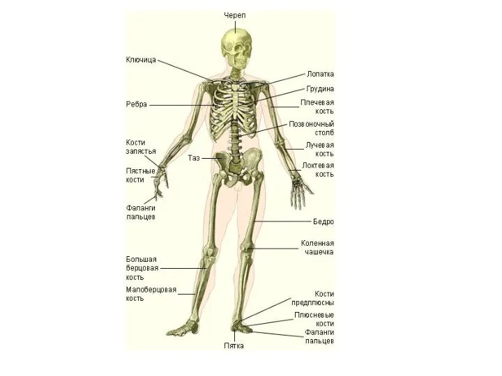 скелет Кости скелета