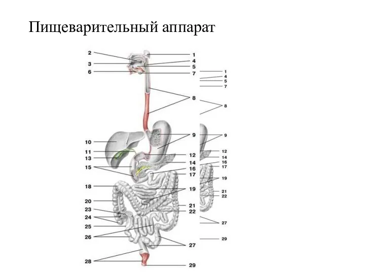 Пищеварительный аппарат