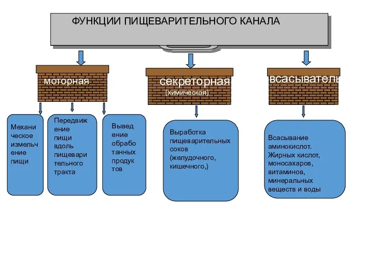 ФУНКЦИИ ПИЩЕВАРИТЕЛЬНОГО КАНАЛА моторная секреторная (химическая) всасывательная Механическое измельчение пищи Передвижение