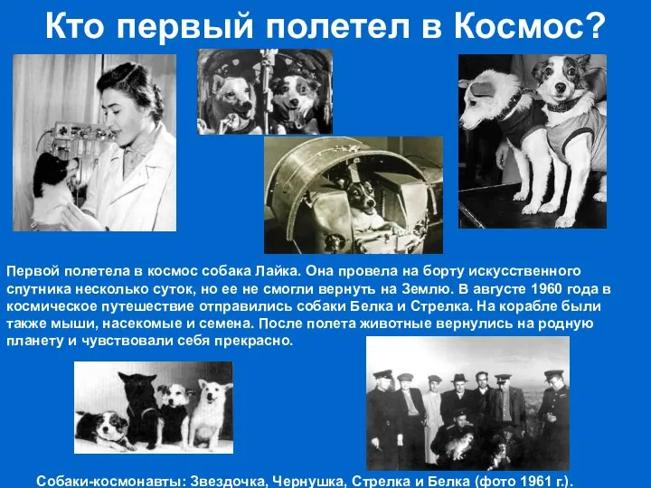 Кто первый полетел в Космос? Первой полетела в космос собака Лайка.