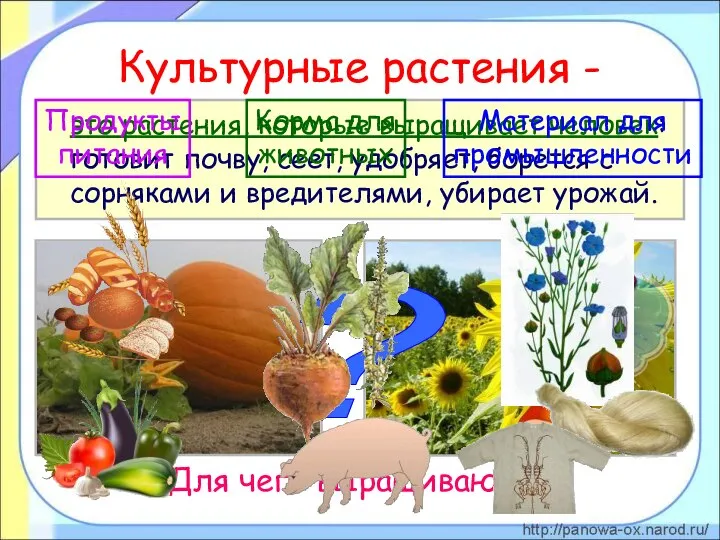 Культурные растения - это растения, которые выращивает человек: готовит почву, сеет,