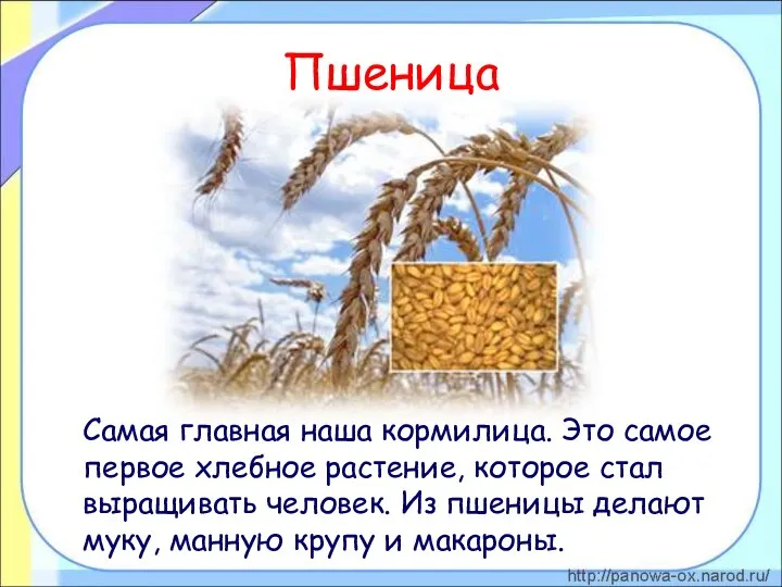 Пшеница Самая главная наша кормилица. Это самое первое хлебное растение, которое