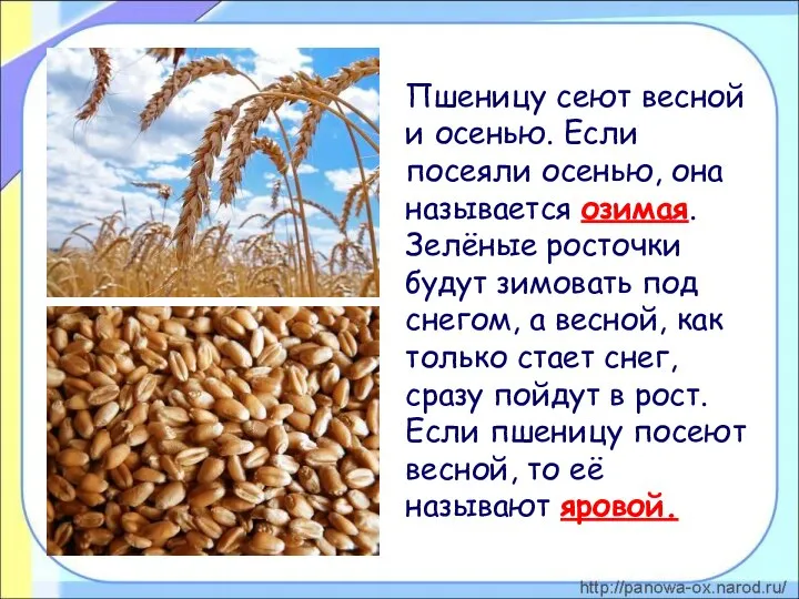 Пшеницу сеют весной и осенью. Если посеяли осенью, она называется озимая.