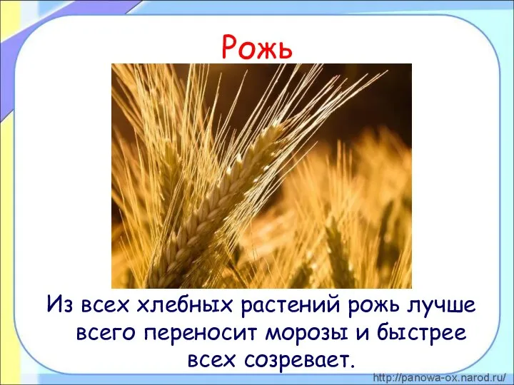 Рожь Из всех хлебных растений рожь лучше всего переносит морозы и быстрее всех созревает.