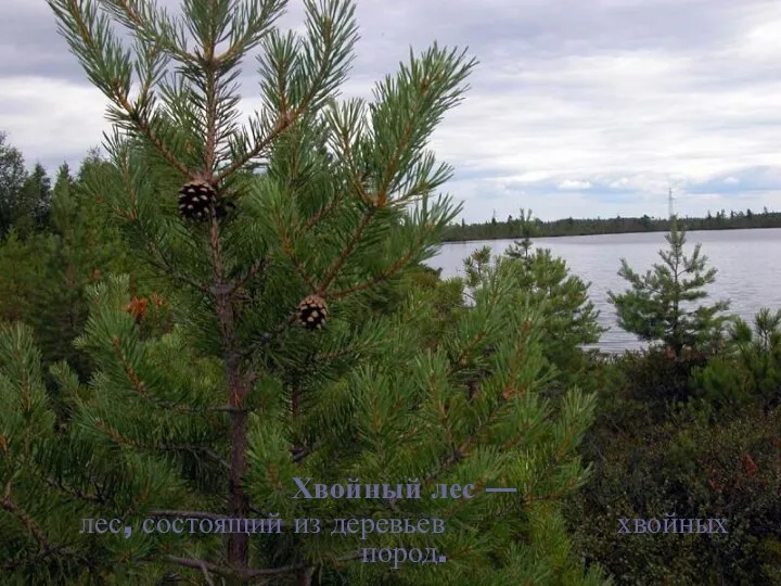 Хвойный лес — лес, состоящий из деревьев хвойных пород.