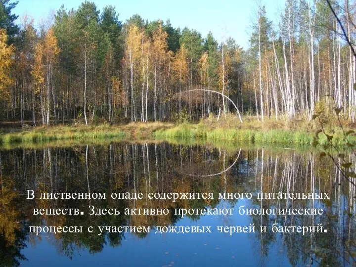 В лиственном опаде содержится много питательных веществ. Здесь активно протекают биологические