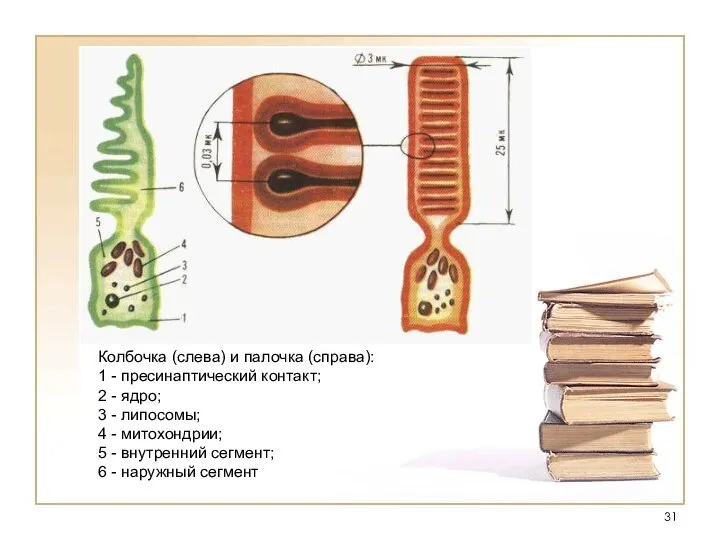 Колбочка (слева) и палочка (справа): 1 - пресинаптический контакт; 2 -