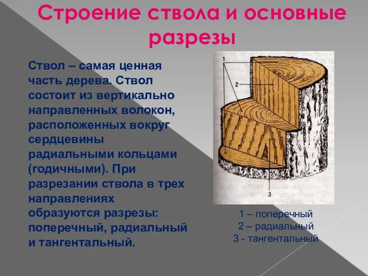 Строение ствола и основные разрезы Ствол – самая ценная часть дерева.