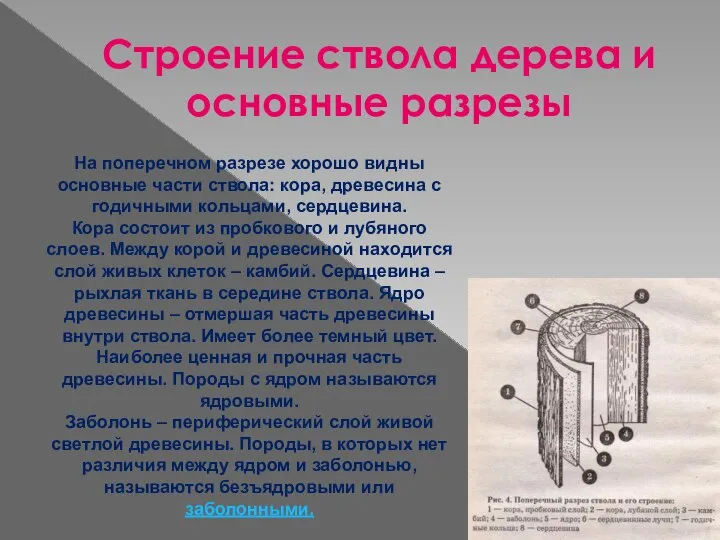 Строение ствола дерева и основные разрезы На поперечном разрезе хорошо видны