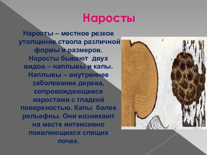 Наросты Наросты – местное резкое утолщение ствола различной формы и размеров.