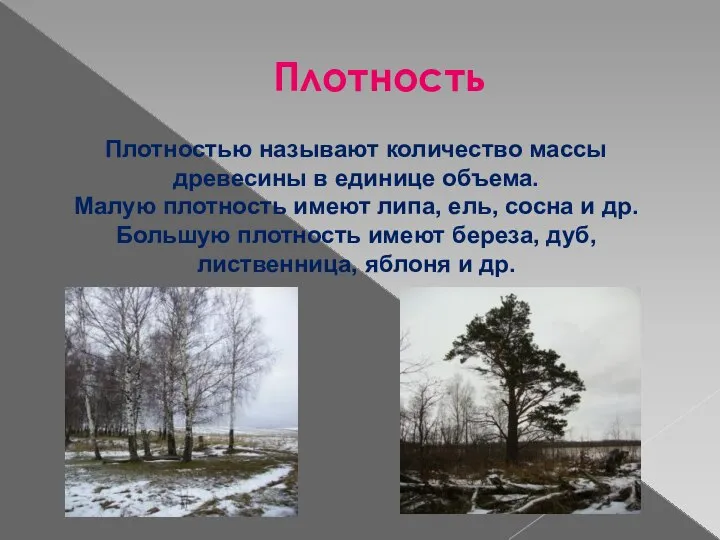 Плотность Плотностью называют количество массы древесины в единице объема. Малую плотность