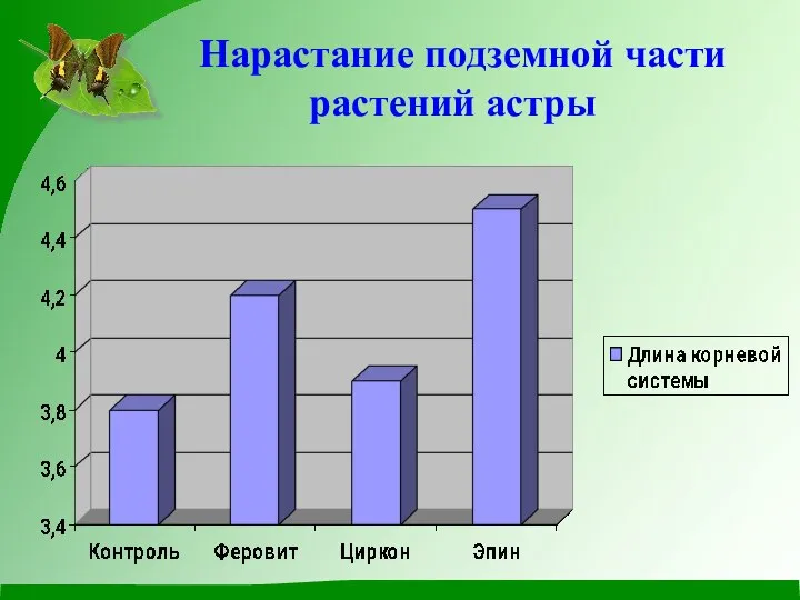 Нарастание подземной части растений астры