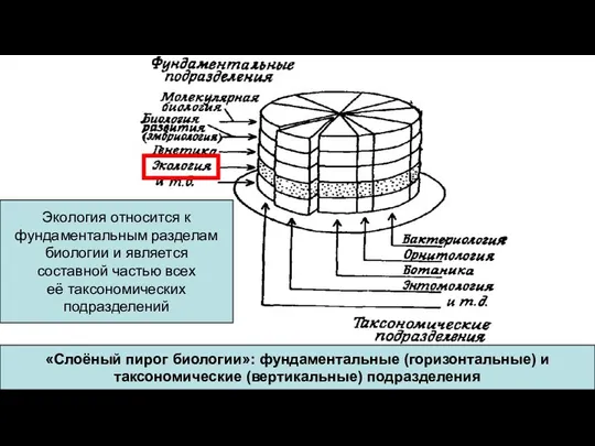 «Слоёный пирог биологии»: фундаментальные (горизонтальные) и таксономические (вертикальные) подразделения Экология относится