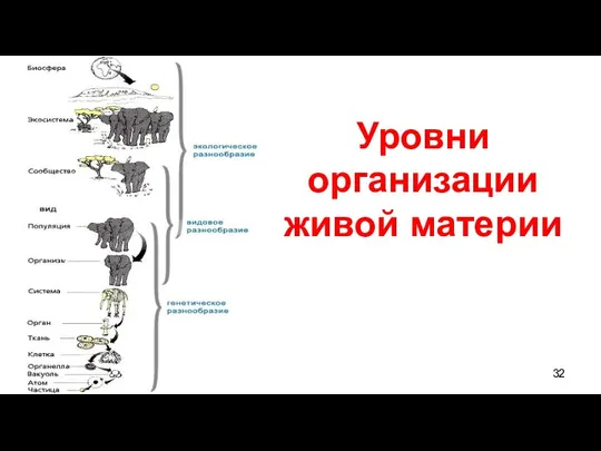 Уровни организации живой материи