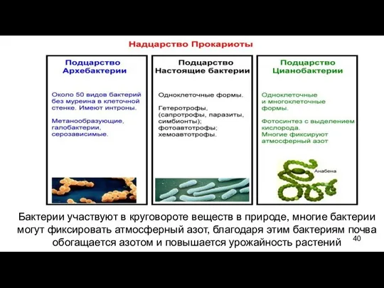 Бактерии участвуют в круговороте веществ в природе, многие бактерии могут фиксировать