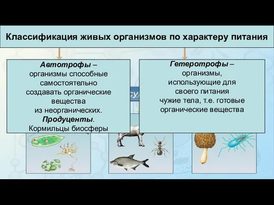 Классификация живых организмов по характеру питания Автотрофы – организмы способные самостоятельно