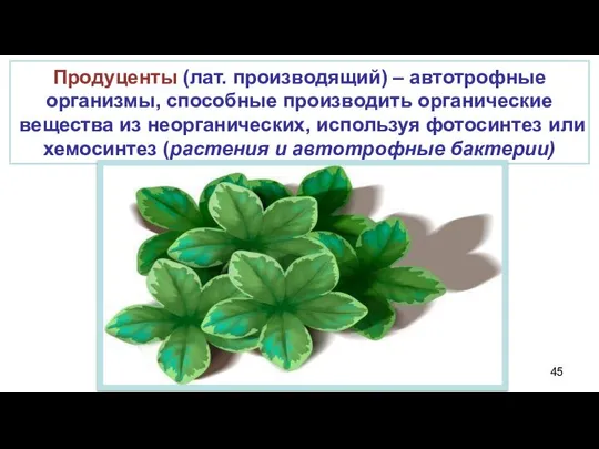 Продуценты (лат. производящий) – автотрофные организмы, способные производить органические вещества из