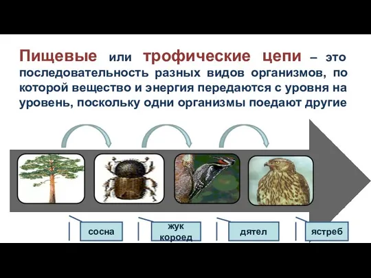 сосна жук короед дятел ястреб Пищевые или трофические цепи – это