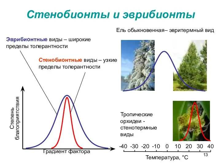 Стенобионты и эврибионты Градиент фактора Степень благоприятствия Эврибионтные виды – широкие