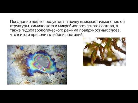 Попадание нефтепродуктов на почву вызывает изменение её структуры, химического и микробиологического