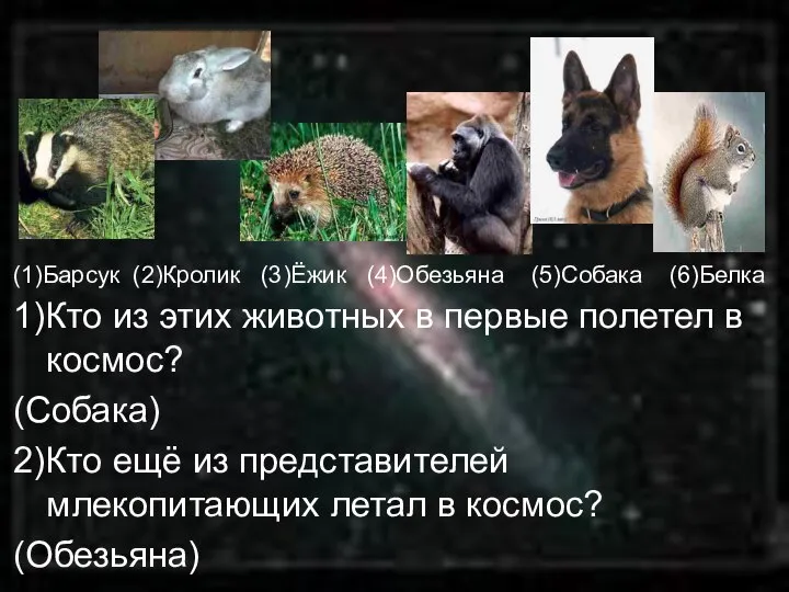 (1)Барсук (2)Кролик (3)Ёжик (4)Обезьяна (5)Собака (6)Белка 1)Кто из этих животных в