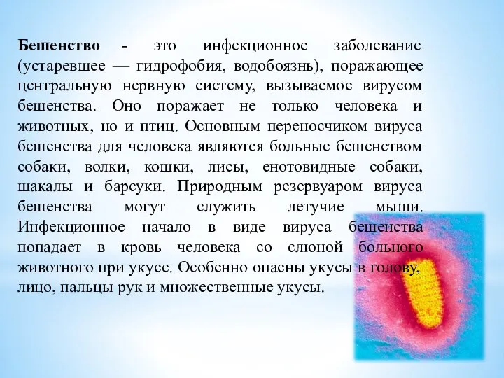 Бешенство - это инфекционное заболевание (устаревшее — гидрофобия, водобоязнь), поражающее центральную