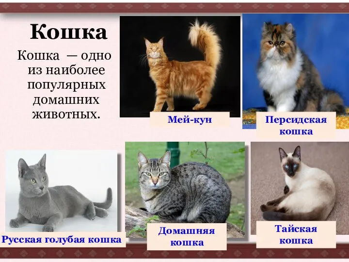 Кошка Кошка — одно из наиболее популярных домашних животных. Русская голубая