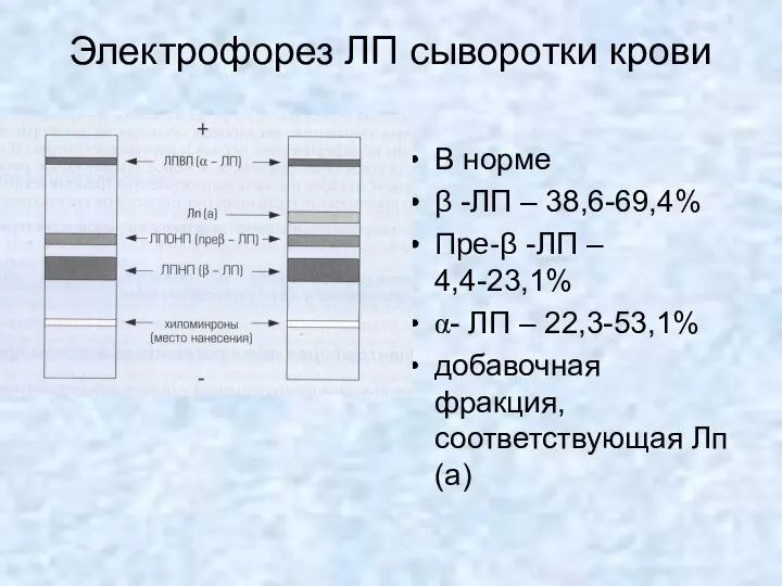 Электрофорез ЛП сыворотки крови В норме β -ЛП – 38,6-69,4% Пре-β