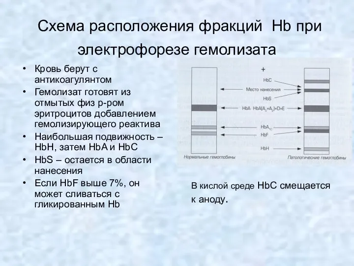 Схема расположения фракций Hb при электрофорезе гемолизата Кровь берут с антикоагулянтом