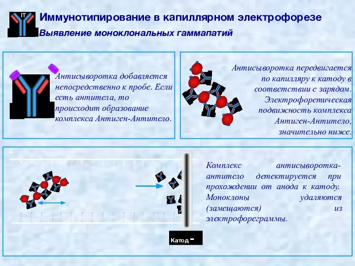 1. Антисыворотка добавляется непосредственно к пробе. Если есть антитела, то происходит