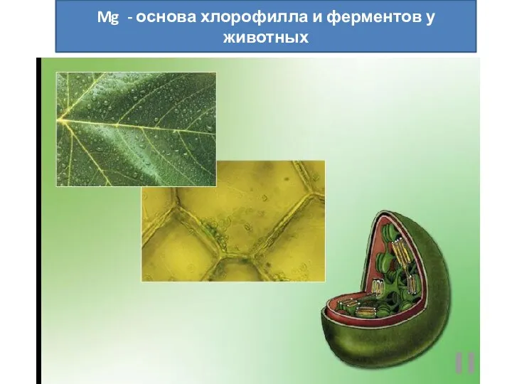 Mg - основа хлорофилла и ферментов у животных