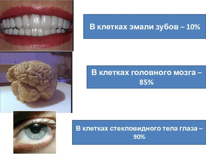 В клетках эмали зубов – 10% В клетках головного мозга –