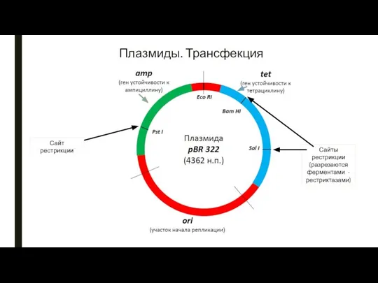 Плазмиды. Трансфекция Сайт рестрикции