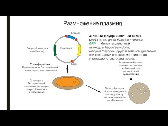 Размножение плазмид Зелёный флуоресцентный белок (ЗФБ) (англ. green fluorescent protein, GFP)