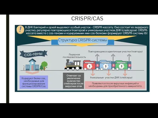 CRISPR/CAS