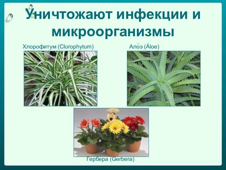 Хлорофитум (Clorophytum) Ало́э (Áloе) Гербе́ра (Gerbera) Уничтожают инфекции и микроорганизмы