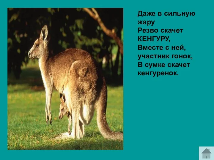 Даже в сильную жару Резво скачет КЕНГУРУ, Вместе с ней, участник гонок, В сумке скачет кенгуренок.