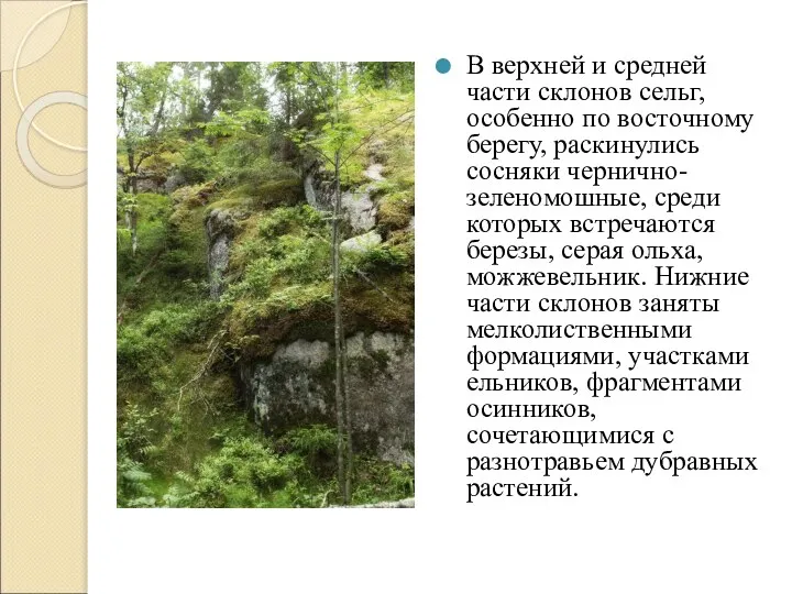 В верхней и средней части склонов сельг, особенно по восточному берегу,