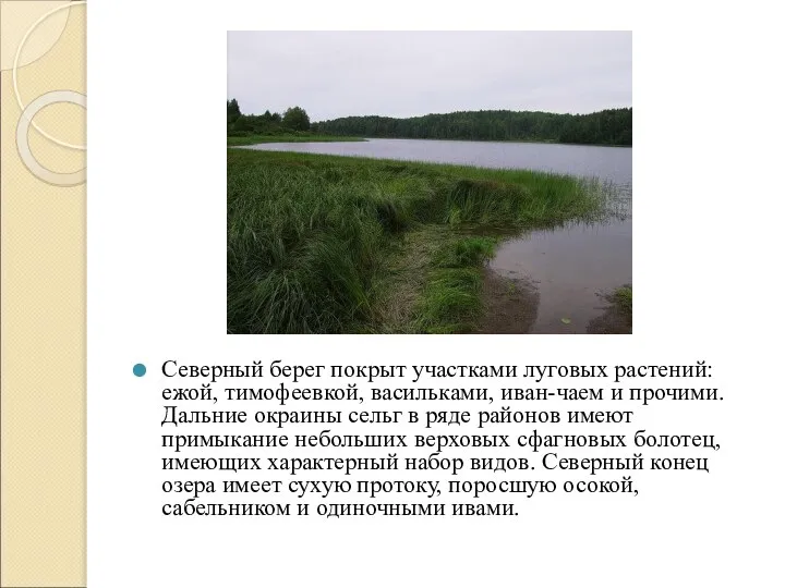 Северный берег покрыт участками луговых растений: ежой, тимофеевкой, васильками, иван-чаем и