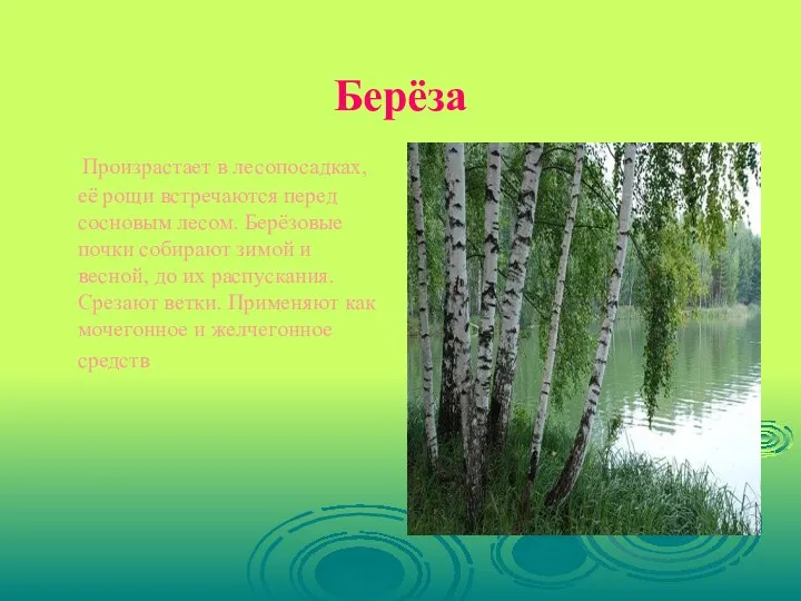 Берёза Произрастает в лесопосадках, её рощи встречаются перед сосновым лесом. Берёзовые