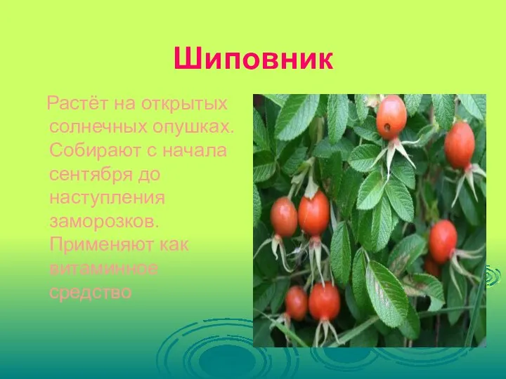 Шиповник Растёт на открытых солнечных опушках. Собирают с начала сентября до