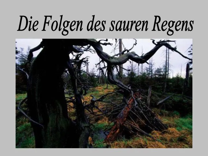 Die Folgen des sauren Regens