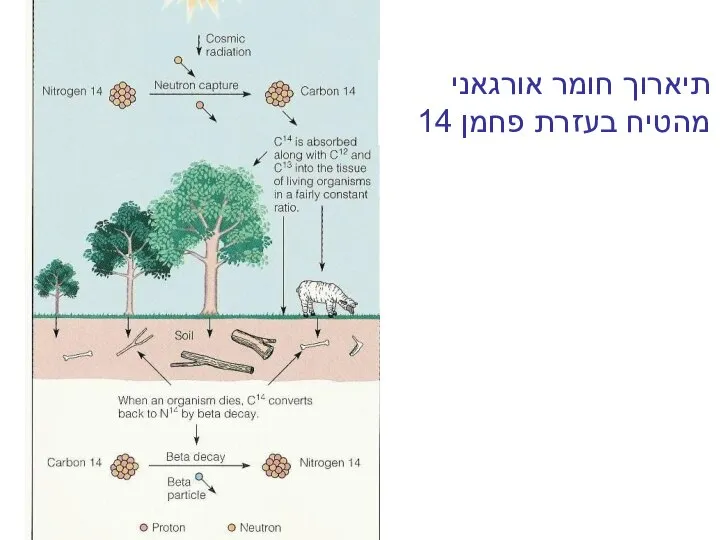 תיארוך חומר אורגאני מהטיח בעזרת פחמן 14