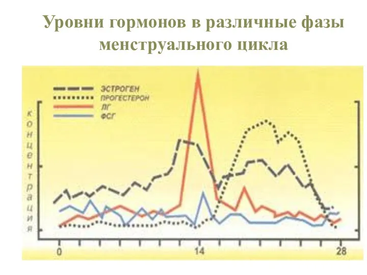 Уровни гормонов в различные фазы менструального цикла