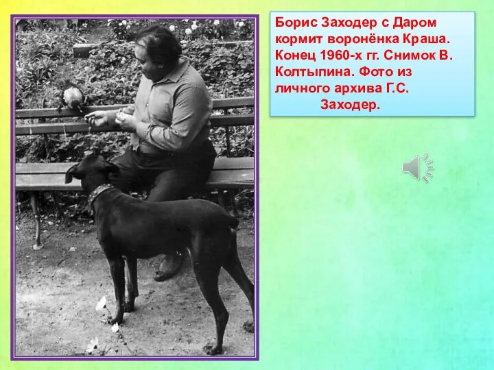 Борис Заходер с Даром кормит воронёнка Краша. Конец 1960-х гг. Снимок