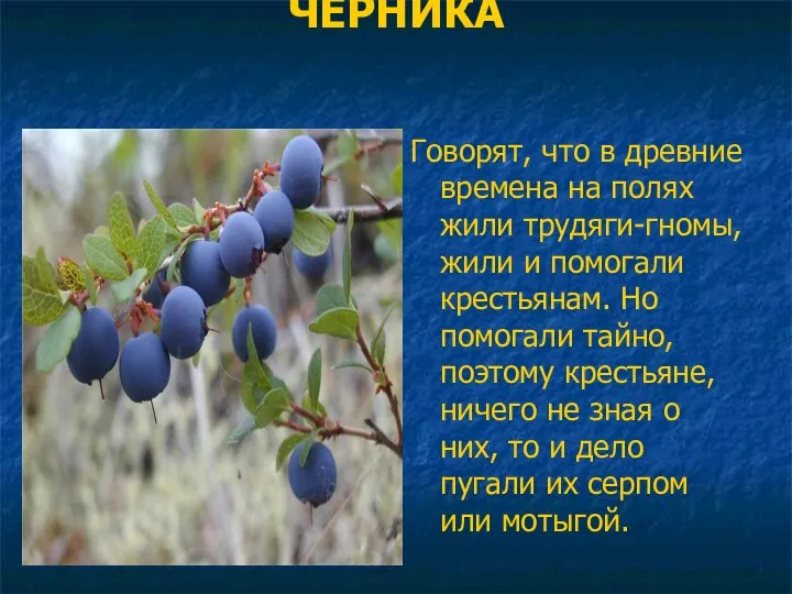 ЧЕРНИКА Говорят, что в древние времена на полях жили трудяги-гномы, жили